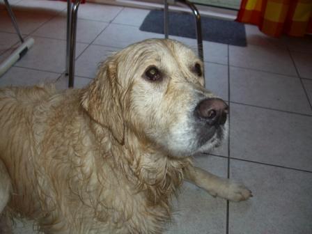 Golden Retriever Paul Froehlich/ nasser Hund