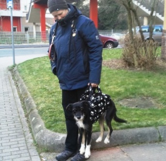 Tragehilfe fuer Hund in Schwarz mit Pfotenmuster
