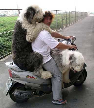 hunde,motorrad